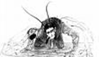 metamorfoza